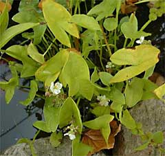 Arrowhead flower