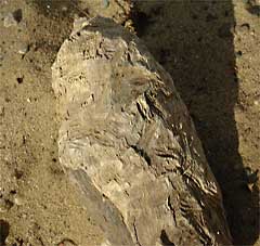 This is a piece of wood showing teeth marks where beaver have gnawed on it.