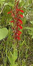 Cardinal Flower