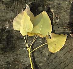 Cottonwood leaves