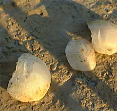 "lucky bones" or inner ear bones of freshwater drum (a fish)