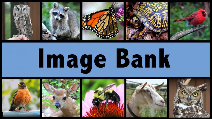 Image Bank poster image