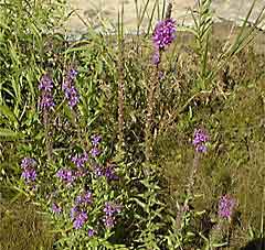 Loosestrife plant