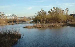 Marshland Habitat