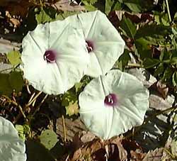 Wild potato vine