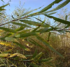 Willow Habitat